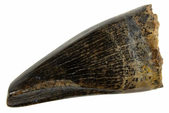 Tyrannosaur (Nanotyrannus) Premax Tooth - Montana #330935